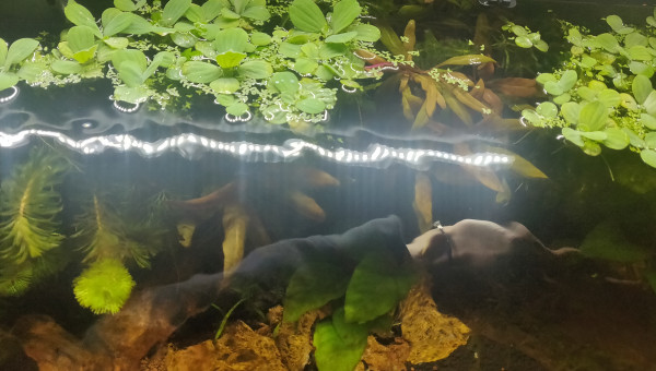 Ajout de plantes flottantes