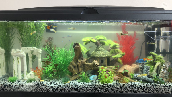 L'aquarium dans ses débuts