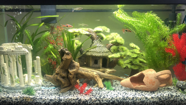 Aquarium avec vraies plantes