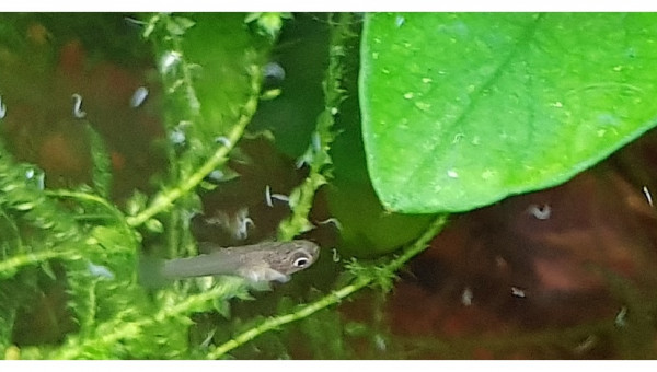 Distribution de microvers