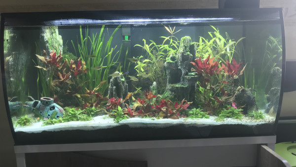 Après changement d’eau.