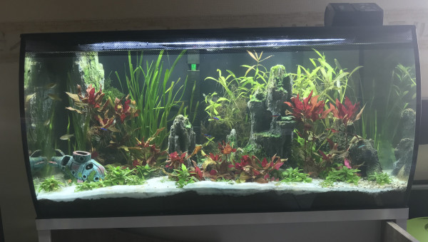 Après changement d’eau.