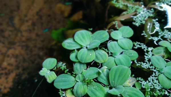 Pistias et lentilles d'eau