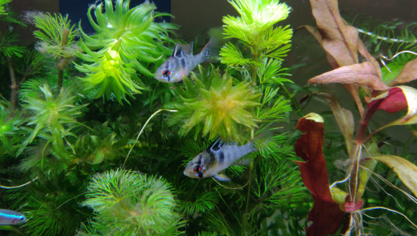 Couple de Ramirezi en pleine balade