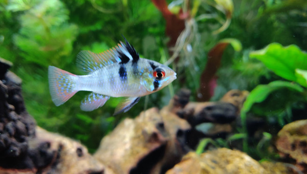 Ramirezi mâle en pleine balade