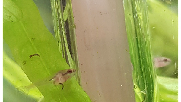 Betta Splendens - 13 jours