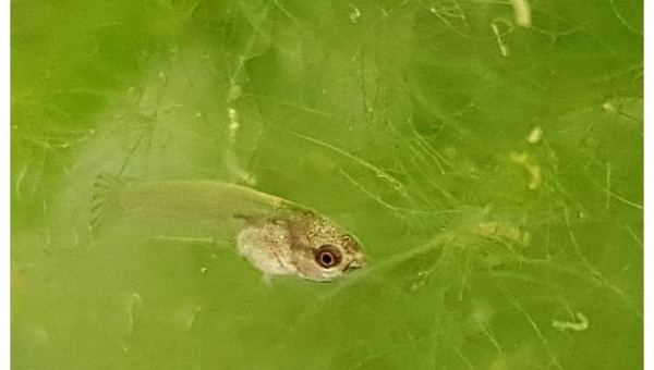 Betta Splendens - 13 jours