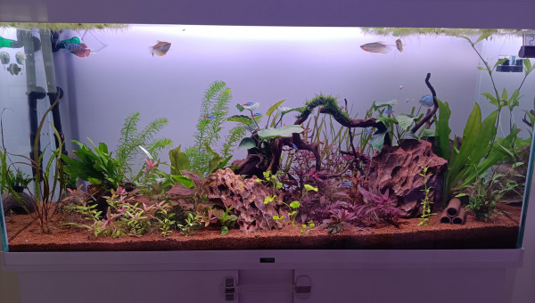 Nouvelle disposition