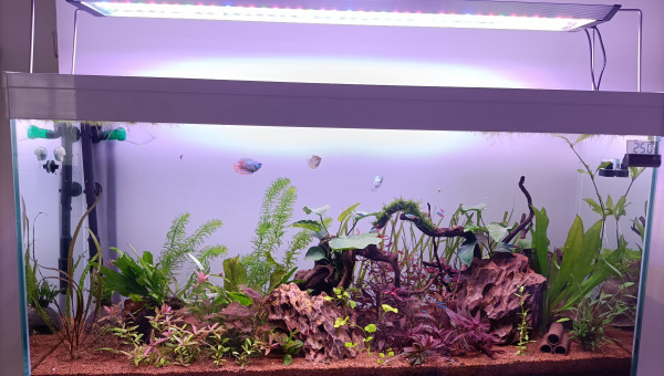 Nouvelle disposition