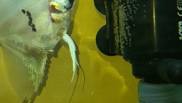 Mon scalaire  a pondue  des oeufs