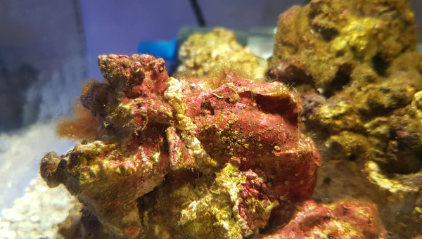 5 jours, les algues commencent à recouvrir les pierres vivantes