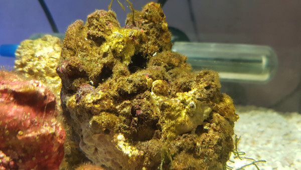 5 jours, les algues commencent à recouvrir les pierres vivantes