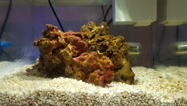 5 jours, les algues commencent à recouvrir les pierres vivantes