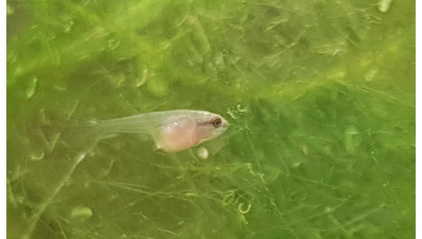 Quand l'appétit va, tout va...