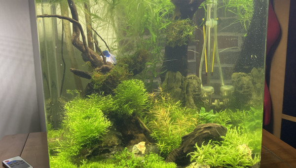 The green landscape of Bob the fighting fish