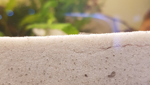 Petits corys de noël...