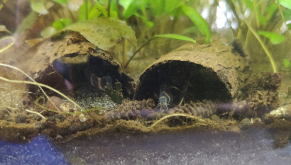 Après les sidthimunki dans des tubes, voici les kuhlis dans des tubes !