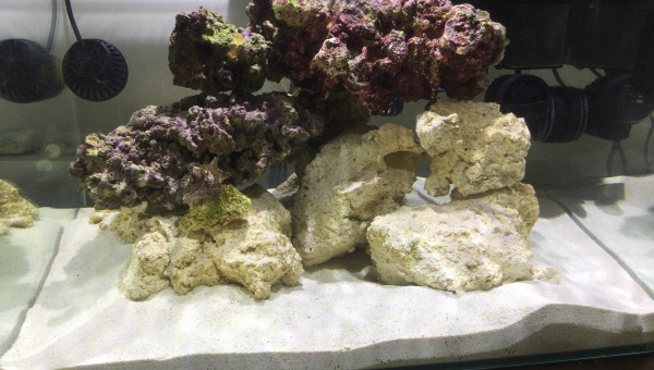 Mini Reef