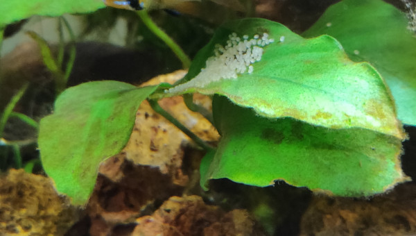 Surprise weekend de Noël / Ponte Ramirezi