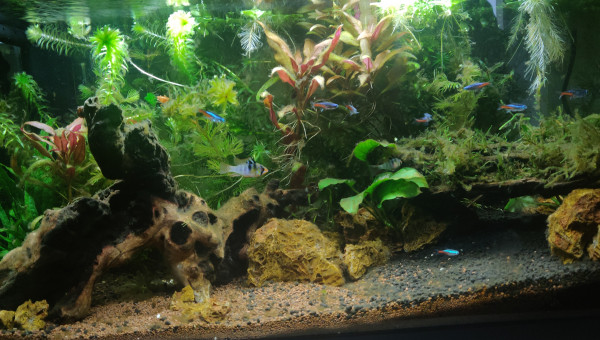 Ça pousse toujours et tout le monde va bien !