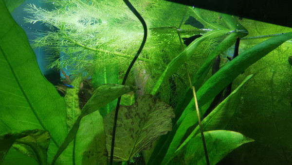 Les alevins avec le male