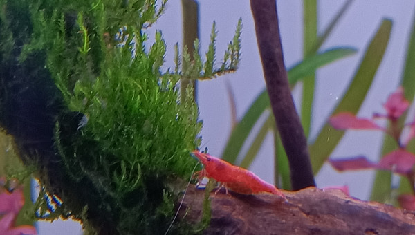 Crevette qui butine la flamm moss