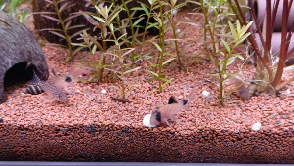 Corydoras panda et sterbai prennent leur petit dej