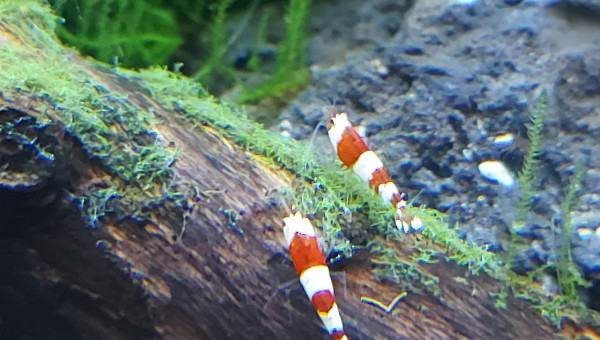 Crevettes caridinas bee.