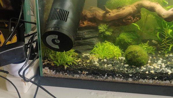 Petite invasion d'algues vertes