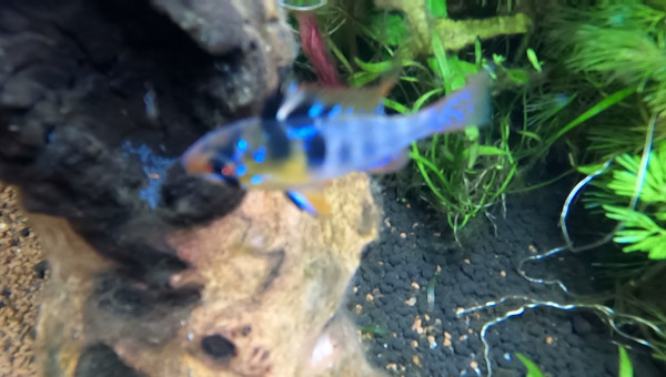 Surprise n°2 de Papa/Maman Ramirezi et leurs....  alevins !!