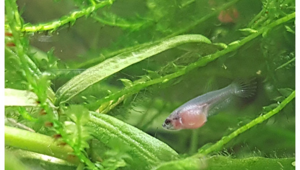 4 semaines... les plus avancés montent à la surface pour les premières bulles.