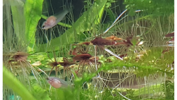 4 semaines... les plus avancés montent à la surface pour les premières bulles.