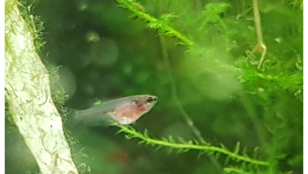 4 semaines... les plus avancés montent à la surface pour les premières bulles.