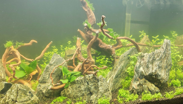 J+7 après plantation