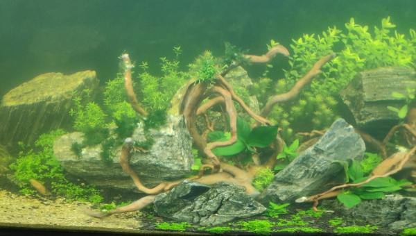 J+7 après plantation