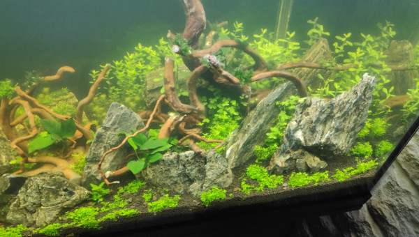 J+7 après plantation