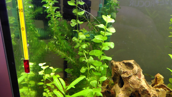 Algues brunes disparaissent