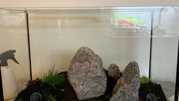 DSM disposition finale