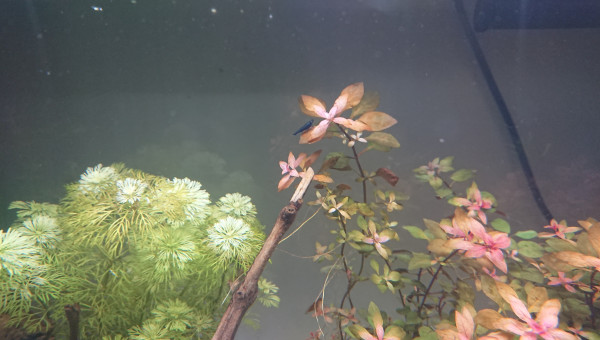 Ciano Aquarium 60 LED