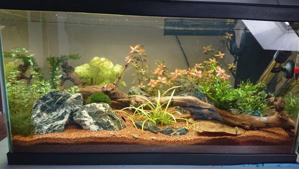 Ciano Aquarium 60 LED