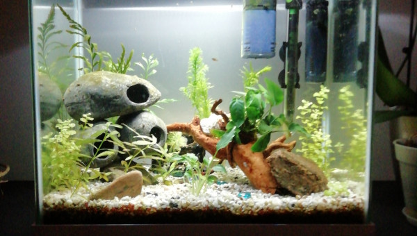 Bac à alevins platy