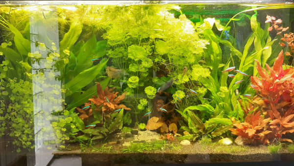 Avant et après entretien des plantes