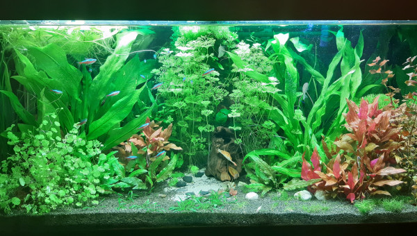 Avant et après entretien des plantes