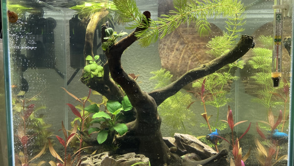 Changement d’aquarium 20L —> 35L