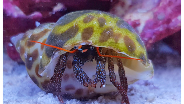 Nouvelle coquille pour Cliba#1!