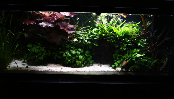 Après 2 semaines de test