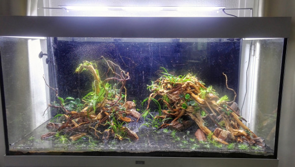 Plantation et mise en eau