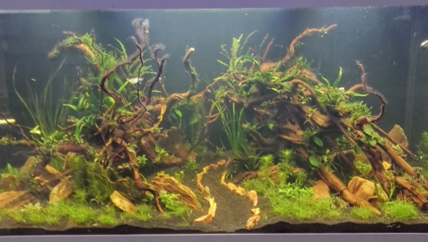 Mise en eau +3 semaines