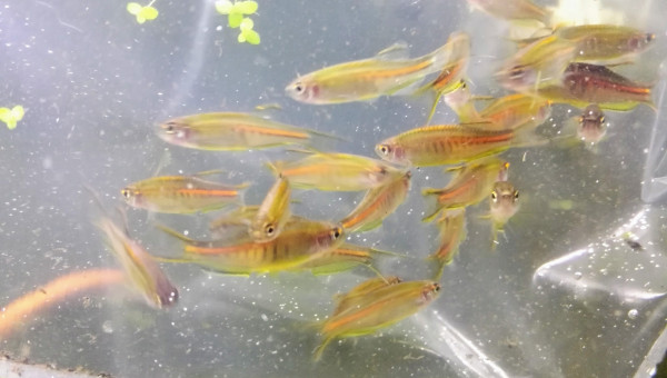 Arrivée des premiers habitants