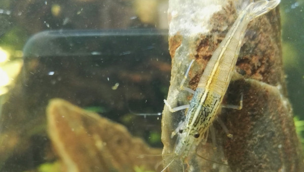 Débarquement des crevettes !